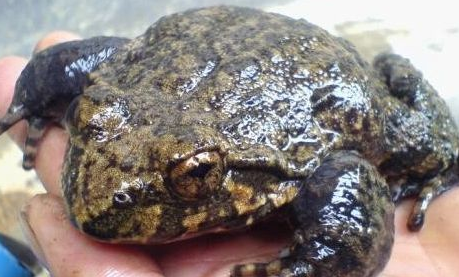 野生石蛙有哪些功效呢？