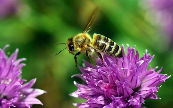 什么气味能让蜜蜂弃巢？