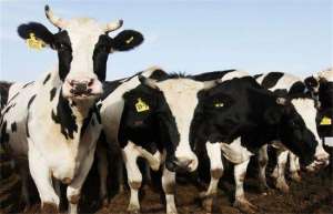 养殖准备：奶牛养殖场管理制度了解一下_库百科养牛