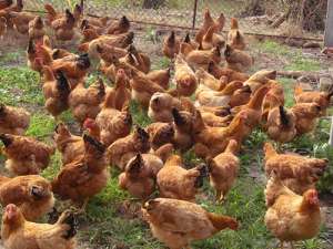 建一个现代化养鸡场要投资多少钱？有什么优点？_库百科土鸡养殖