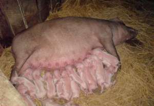 母猪初产怎么做能使繁育效果好？_库百科母猪养殖_库百科养猪