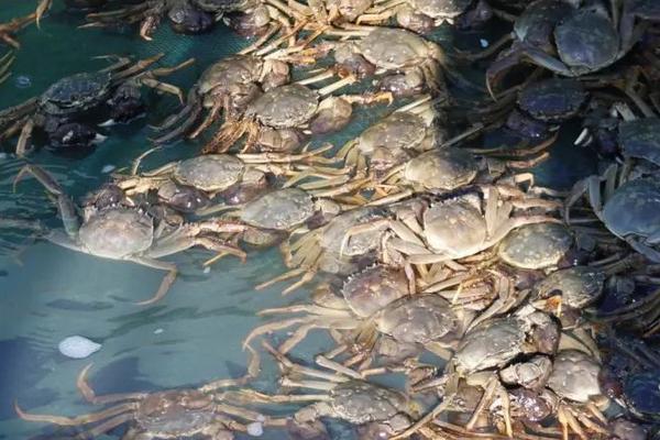 秋季河蟹养殖的要点