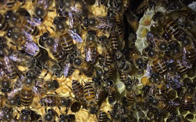 蜜蜂养殖要哪些条件？
