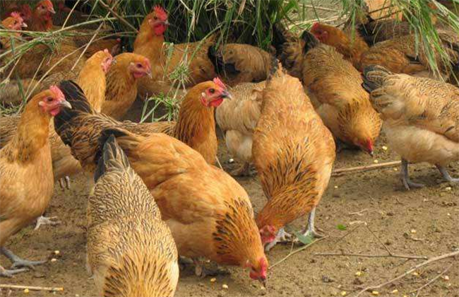 五大散养土鸡养殖技术要点 实用且促生产