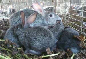 獭兔养殖基地布局设计建设方法_库百科兔子养殖