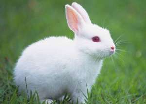 兔子养殖业火爆，兔子养殖有哪些注意事项_库百科兔子养殖