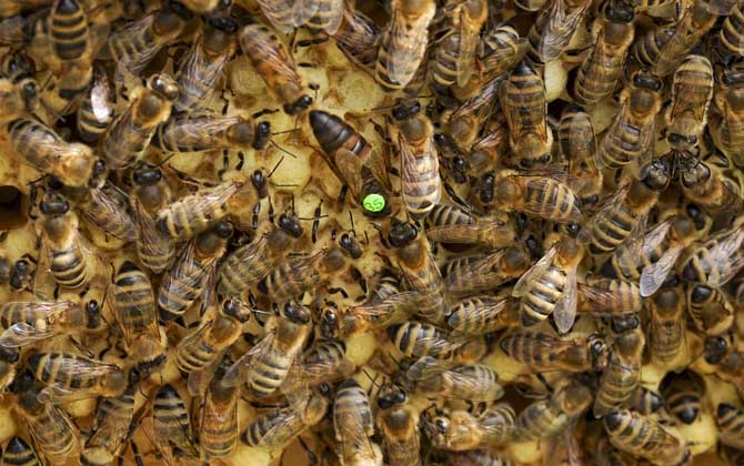 蜂王产卵多少天出工蜂？