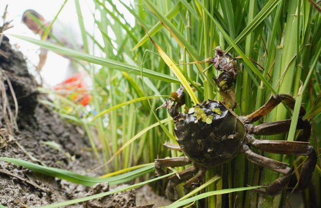 怎么在稻田养螃蟹：稻田螃蟹养殖技术