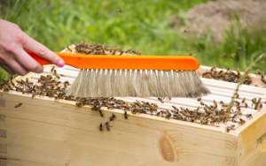 怎样养蜜蜂才不会逃跑？_库百科养蜂养殖