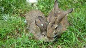野兔的生活习性特点_库百科兔子养殖