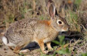 养殖野兔的注意事项和传染病的预防_库百科兔子养殖