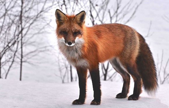 狐狸病毒性肠炎的防治