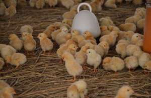 土鸡苗的养成：养殖户应该如何选购土鸡苗_库百科土鸡养殖