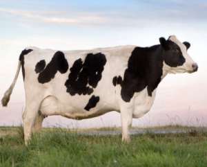 春季如何加强奶牛的饲养管理_库百科养牛