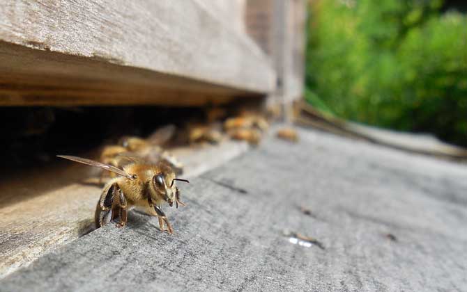 蜜蜂养殖技术及注意事项