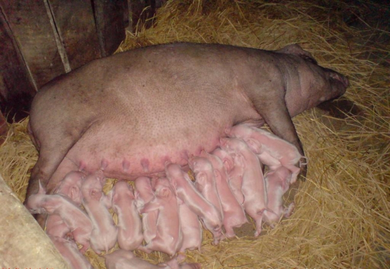 母猪初产怎么做能使繁育效果好？