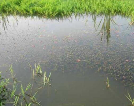 夏季高温期小龙虾池塘养殖的管理技术