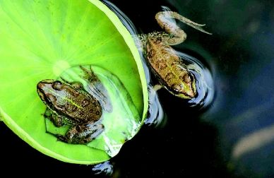 野生青蛙养殖方法