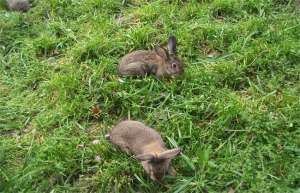 野兔养殖基地野兔的养殖技术_库百科兔子养殖