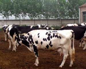 奶牛养殖前景是怎样的_库百科养牛