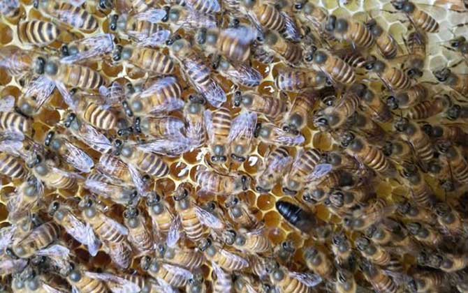 冬季饲喂蜜蜂有什么技巧？