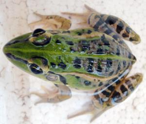 男子捕猎217只野生青蛙 被河南邓州警方逮捕