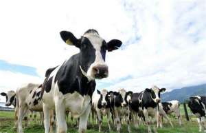 奶牛饲养过程中的六种错误方式_库百科养牛