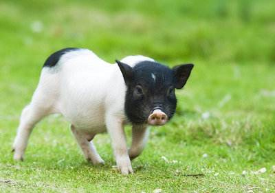 春季如何科学养好仔猪？