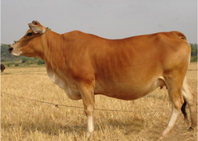 肉牛养殖常见疾病防治技术