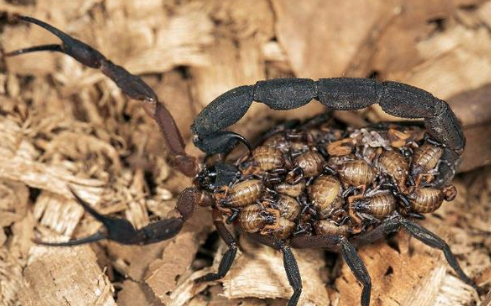 简述 待产蝎子的养殖方法