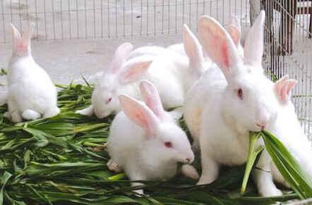 肉兔子怎么养殖？