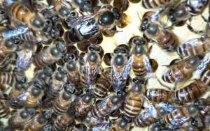 蜜蜂怎么补助饲喂？_库百科养蜂养殖