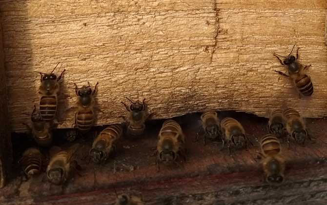 蜜蜂在巢门结团怎么回事？