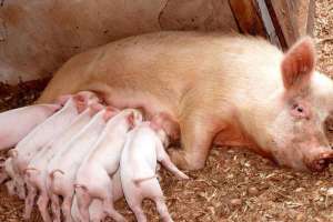母猪养殖：母猪产仔少的原因_库百科母猪养殖_库百科养猪