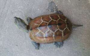 人工养殖乌龟的三种方式_库百科养龟