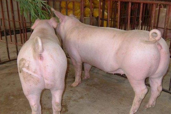 母猪养猪：妊娠母猪的饲养管理技术