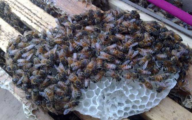 蜜蜂蛋群怎么养发展快？