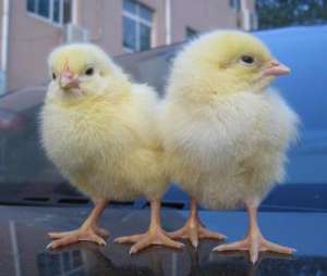 孵化场雏鸡存放流程要点_库百科肉鸡养殖