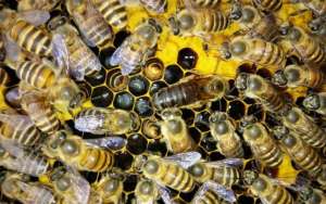 蜜蜂什么时候人工分蜂？_库百科养蜂养殖