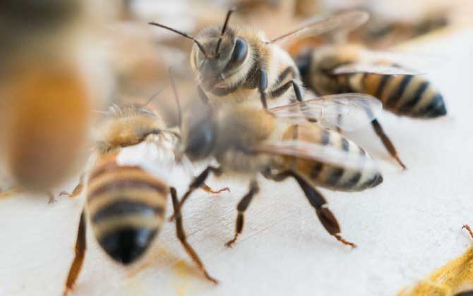 养蜂技术指导