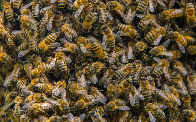 意蜂和中蜂哪个更好养？