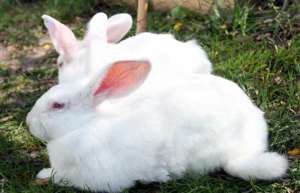 兔子养殖基地的四季养兔技术_库百科兔子养殖