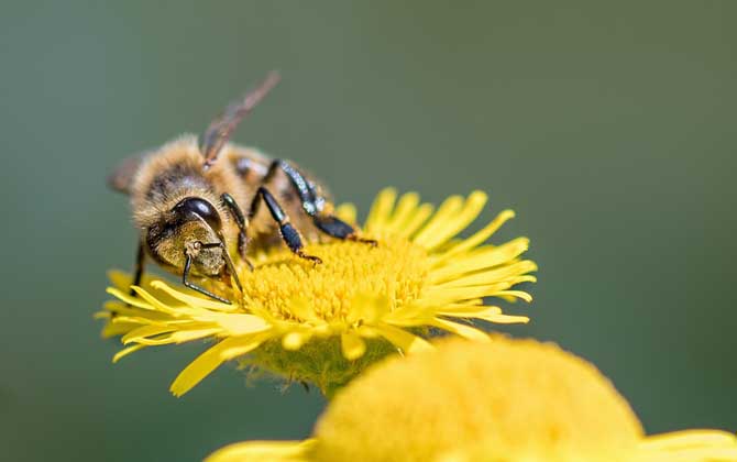 蜜蜂的特点和生活特征？_库百科养蜂养殖