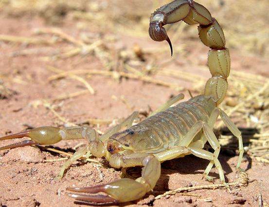 小蝎子会吃掉母蝎吗？