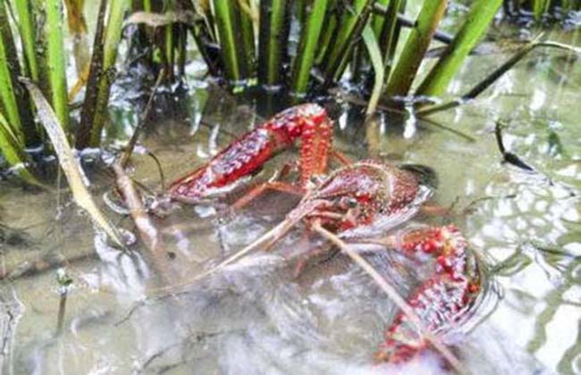 龙虾养殖：小龙虾该如何养？