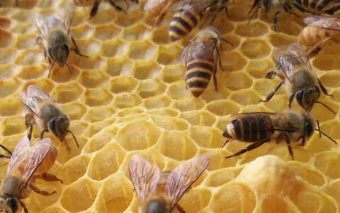 中蜂怎样防治分蜂热？