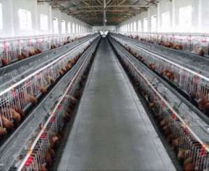肉鸡养殖中的卫生与防疫_库百科肉鸡养殖