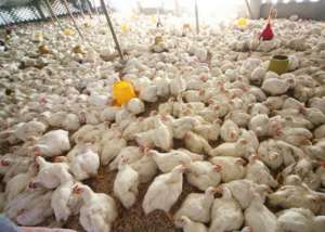 农业农村部大力支持白羽肉鸡产业发展_库百科肉鸡养殖