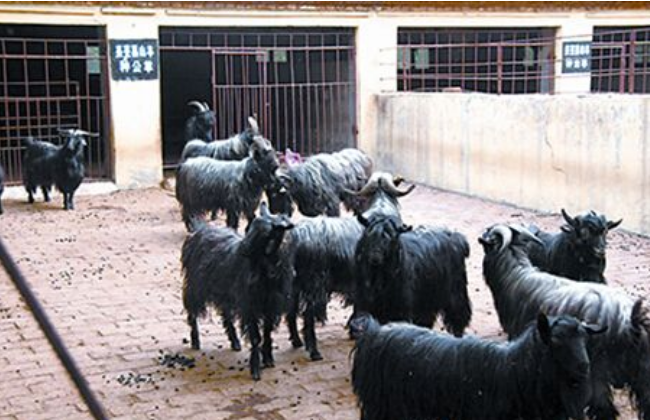 黑山羊羊舍图片