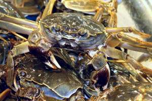 河蟹和大闸蟹的区别是什么_库百科螃蟹养殖